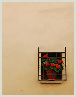 Geranium in a window in Montepulciano Geranium in a window in Montepulciano