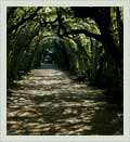 Walkway in Boboli gardens